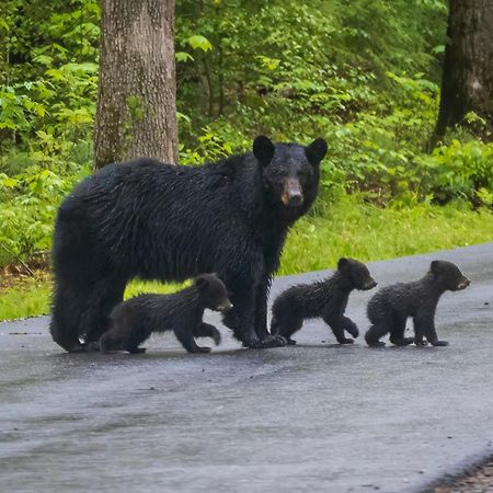 Heavenly Bear, Hot Tub, 1089 Of Free Attraction Tickets For Each Paid Day, Dollywood And More Sevierville Eksteriør bilde